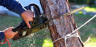 Best Commercial Tree Services  in Belmont, PA